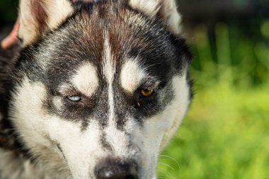 Sibirya Husky 'sinin portresi. Yakından. Parkta fotoğraflanmış..