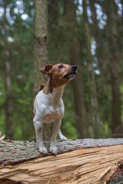 Jack Russell Terrier ormandaki kırık bir ağacın üzerinde duruyor. Yakından çekilmiş..