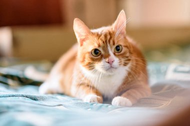 Kırmızı kedi kanepede yatıyor. Yakından çekilmiş..