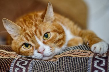 Üzgün kırmızı kedi kanepede dinleniyor.