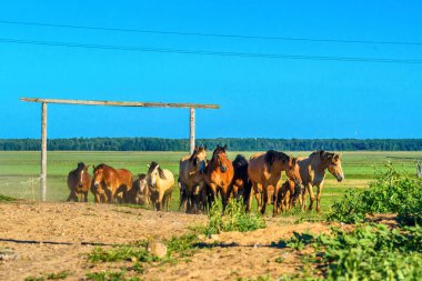 Tozlu bir çiftlikte koşan bir at sürüsü.