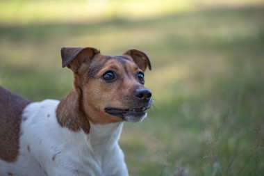 Jack Russell Terrier portresi. Yakından çekilmiş..