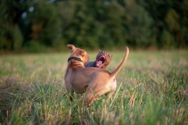 Çimlerin üzerindeki bir arazide iki pitbull teriyerinin kavgası. Yakından çekilmiş..