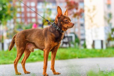 Oyuncak Terrier dışarıda tasmayla dolaşıyor.