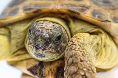 Kaplumbağa portresi. Yakından.