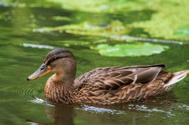 Vahşi ördekler akşamları gölette yüzerler..