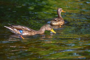 Ördek gölde yüzüyor.