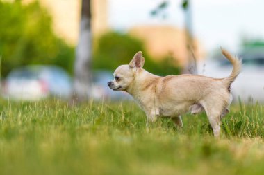 Küçük Chihuahua yazın parkta çimlerde oynar..