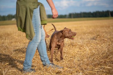 Yazın tarlada pitbull teriyerleriyle oynayan tanınmayan bir kız..