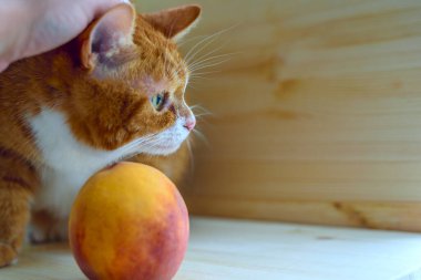 Şeftalinin yanındaki kırmızı kedinin portresi.