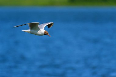 Uçan martıların güzel manzarası