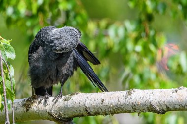 Karga kanatlarını temizler. Bir dalda duruyor.