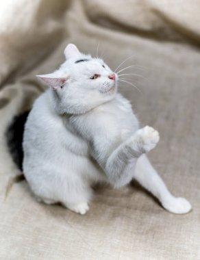 Beyaz evcil bir kedinin portresi