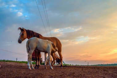 Atlar şafak vakti çayırda otluyor.