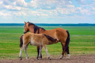 Çayırda otlayan iki bej at. 