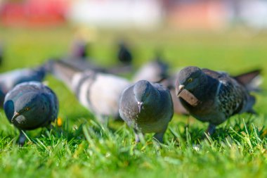 Güvercinler yazın yeşil çimlerin üzerinde otururlar..