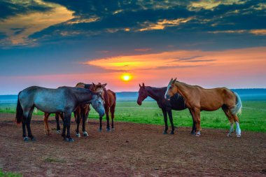 Atlar şafakta otlar.