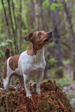 Jack Russell Terrier ormanda bir ağaç kütüğünün üzerinde duruyor. Yakından çekilmiş..