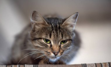 Dalgın, güzel, gri kedi yakından çekildi..