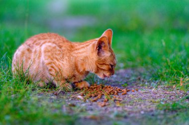 Kızıl saçlı kedi yavrusu çimlerin üzerinde besleniyor.