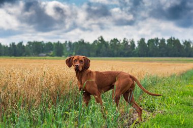 Yakın planda duran bir Macar Vizsla portresi.