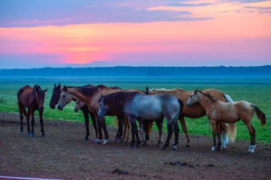 Atlar şafakta otlar.