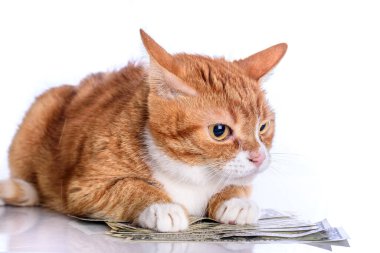 Yüzlerce dolarlık banknotları olan evcil bir kedinin portresi..