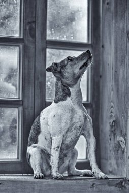 Jack Russell Terrier pencere kenarında oturuyor, kırsal bir pencere..