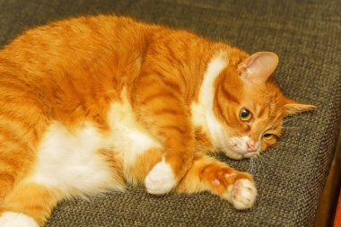 Kedi pençelerini sıkıştırmış yatıyor.