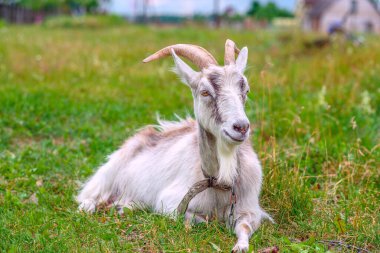 Keçi çayırda yatar ve uzaklara bakar.