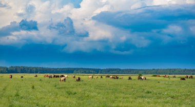 Bir at sürüsü yeşil bir tarlada bulutların arkasında otluyor..