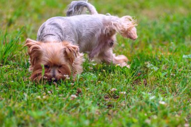 Yorkshire Teriyeri çimlerin üzerinde yürüyecek.