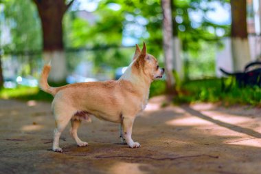 Chihuahua bahçede oynuyor.