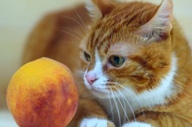 Şeftalinin yanındaki kırmızı kedinin portresi.