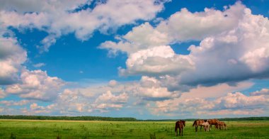 Atlar için otlaktaki bir ahır manzarası