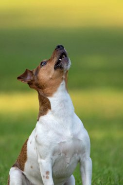 Jack Russell Terrier 'ın portresi. Parkta yakın plan..