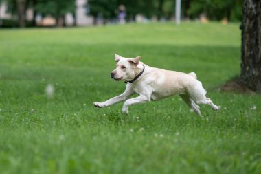 Genç Labrador parkta oynuyor. Yakından çekilmiş..