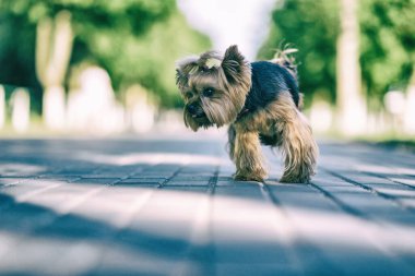 Parktaki Yorkshire Teriyeri. Yüksek anahtarla çekilmiş..