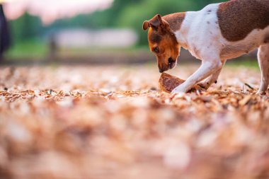 Köpek cins Jack Russell bir tahta parçasıyla oynuyor. Akşamleyin parkta fotoğraflanmış..