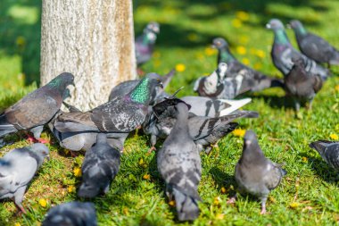 Yazın parkta çimlerin üzerinde bir ağacın altında güvercinler..