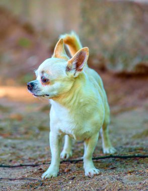 Chihuahua bahçede oynuyor.