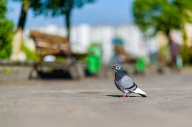 Şehir caddesinde bir güvercin portresi.
