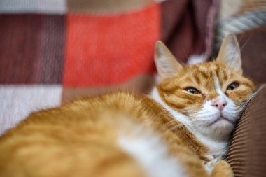 Kırmızı ev yapımı kedi kanepede dinleniyor.