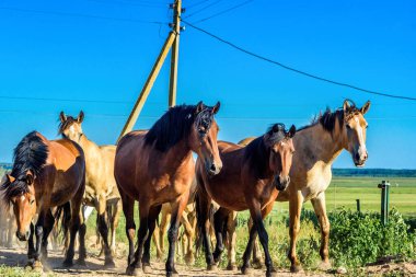 Çiftlikteki at sürüsü gider.