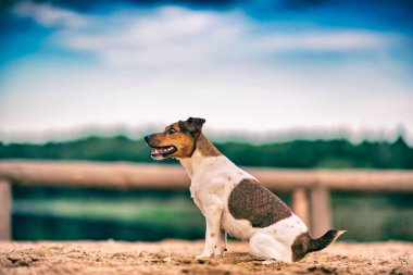 Köpek Jack Russell ormanda oynuyor. Geçmişe dönük olarak fotoğraflandı.