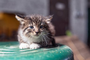 Küçük, gri, hasta, evsiz bir kedi ters dönmüş plastik bir fıçının üzerinde oturuyor..