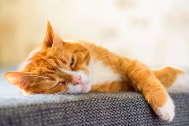 Kanepede yatan evcil kırmızı kedi portresi.