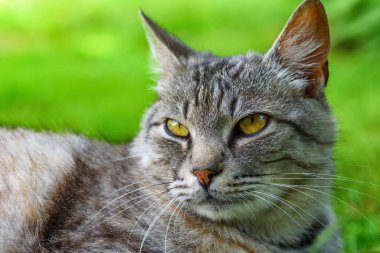 Doğadaki gri bir kedinin portresi.