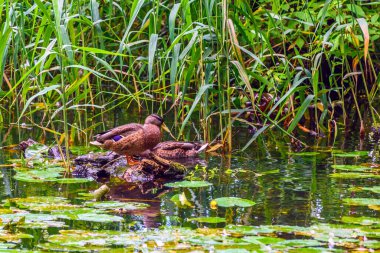 Ördek gölette yüzer