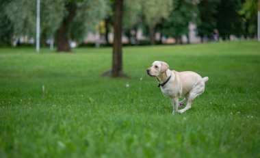 Genç Labrador parkta oynuyor. Yakından çekilmiş..